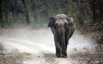 Best Safari Zones in Corbett
