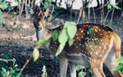 Everything You Need to Know About Visiting Corbett